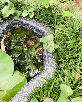 帰る日の朝、池で頭だけ出しているトノサマガエルをみつけた<P>