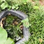 帰る日の朝、池で頭だけ出しているトノサマガエルをみつけた<P>