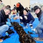 ワカメの収穫を楽しむマルコさん（手前左）。手前右は神戸市在住のイタリア人アーティスト・ファビオさん、文子さんご夫妻