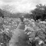 大正元年秋に撮影された秋錦園（百耕資料館・提供）