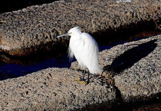 降り立つ白鷺もまた神の一柱…（撮影・笠原次郎）