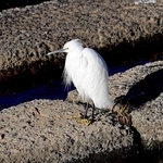 降り立つ白鷺もまた神の一柱…（撮影・笠原次郎）