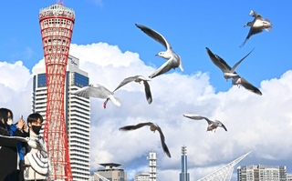 気まぐれで定まらぬ風に舞う（撮影・風斗雅博）