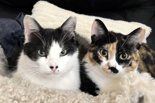 サビ猫のモモ（右）と半ば地域猫のままのチョン