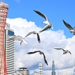 気まぐれで定まらぬ風に舞う（撮影・風斗雅博）