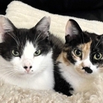 サビ猫のモモ（右）と半ば地域猫のままのチョン