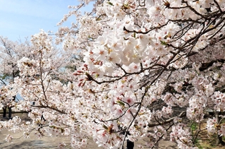 正井さんが毎年、花見に訪れる須磨浦公園。桜を見るたび、亡くなったあの女性を思い出す＝２０２１年４月、神戸市須磨区