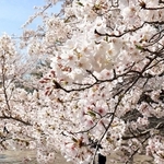 正井さんが毎年、花見に訪れる須磨浦公園。桜を見るたび、亡くなったあの女性を思い出す＝２０２１年４月、神戸市須磨区
