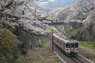 　山北駅に向かう国府津行きの列車。各地で倒木による事故が相次いでいるが、画面の左下にも倒れかけた桜の木が。ただ花はしっかりついていた