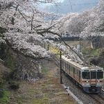　山北駅に向かう国府津行きの列車。各地で倒木による事故が相次いでいるが、画面の左下にも倒れかけた桜の木が。ただ花はしっかりついていた
