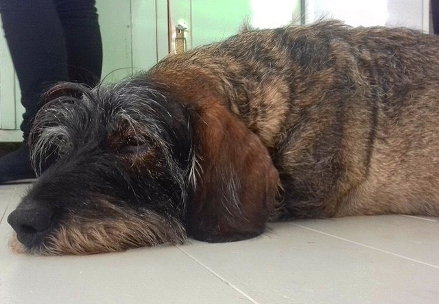 親友ラモーナの愛犬、ダンボもといフレディー。海岸を駆け回った後、疲れて寝落ち寸前