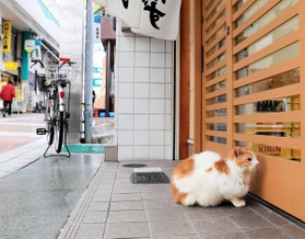 おなかすいたニャー（撮影・斎藤雅志）