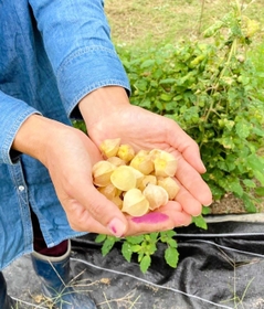 食用ホオズキの実。北区の農園にて