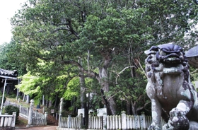 鈴の森神社のヤマモモ（中央）は町内最大の大樹。木登りの苦手な柳田は狛犬（こまいぬ）に乗り、木を眺めていたという＝福崎町西田原（撮影・三津山朋彦）