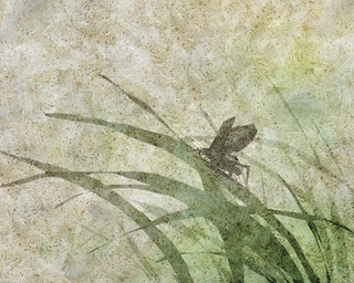 ヤマモトマサアキ・画