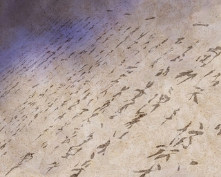 ヤマモトマサアキ・画