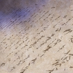 ヤマモトマサアキ・画