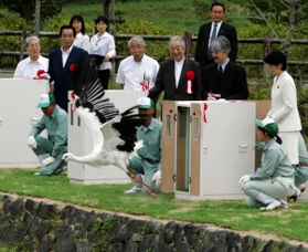 木箱から放たれ、力強く羽ばたくコウノトリ＝２００５年９月２４日、豊岡市祥雲寺の兵庫県立コウノトリの郷公園