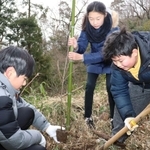 ヤマザクラの植樹を行う参加者たち＝東灘区本山町田辺
