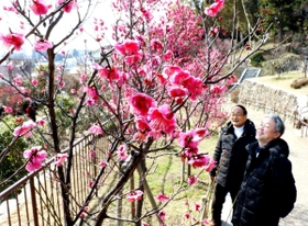 花を咲かせた梅に目をやる堤健さん（左）と松田朗さん（右）＝岡本（梅林）公園