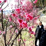 花を咲かせた梅に目をやる堤健さん（左）と松田朗さん（右）＝岡本（梅林）公園