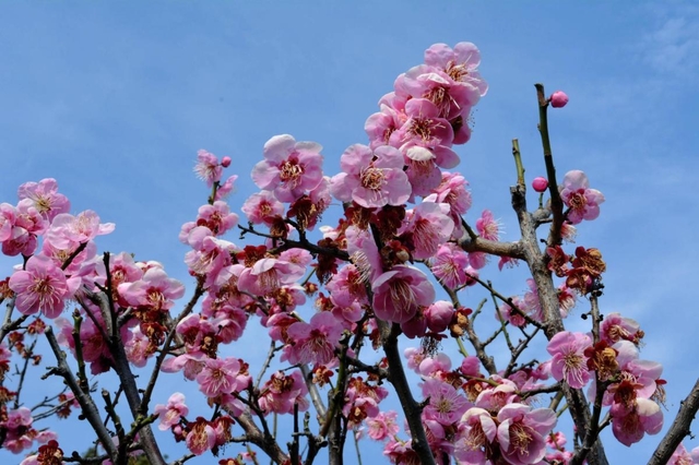 岡本（梅林）公園の梅＝神戸市東灘区岡本６