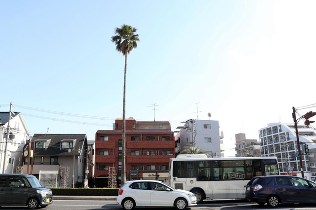 高さ約２０メートルのワシントニアロブスタ＝本山街園