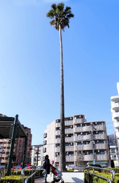 高さ約２０メートルのワシントニアロブスタ＝本山街園