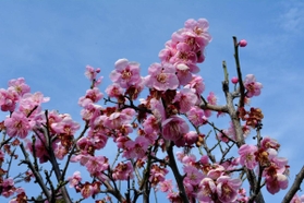 岡本（梅林）公園の梅＝神戸市東灘区岡本６