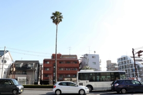 高さ約２０メートルのワシントニアロブスタ＝本山街園