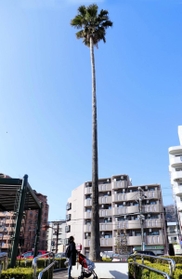 高さ約２０メートルのワシントニアロブスタ＝本山街園