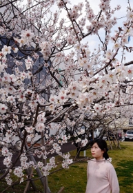 淡いピンクの花が見頃のアーモンド＝東洋ナッツ食品