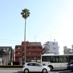 高さ約２０メートルのワシントニアロブスタ＝本山街園