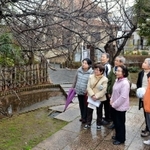 春になるとピンクの花を咲かせる多くの桜が植えられている＝岡本南公園