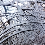 樹氷のアーチをくぐって坂を下りた＝六甲山中