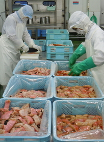 キンメダイを切って、たれに漬け込む従業員。震災前は岩手県内の工場でさばいて冷凍していた＝新潟県長岡市、阪神低温の子会社工場