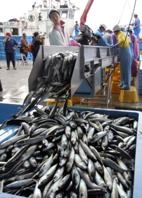 釜石第２魚市場で水揚げされるサバ＝岩手県釜石市新浜町