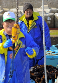 ワカメの水揚げを見守る千葉正志さん（右）。行方不明の娘を思わない日はない＝宮城県南三陸町歌津（撮影・宮路博志）