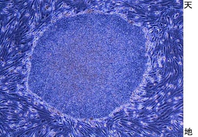 山中伸弥・京都大教授が人の皮膚からつくったｉＰＳ細胞（山中教授提供）