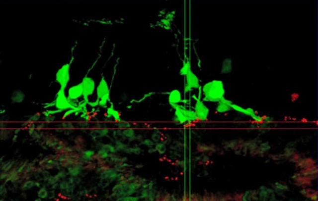 移植後のマウスの網膜。もともとの網膜細胞（緑）と移植した視細胞の末端（赤）がつながっている（理化学研究所提供）