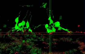 移植後のマウスの網膜。もともとの網膜細胞（緑）と移植した視細胞の末端（赤）がつながっている（理化学研究所提供）