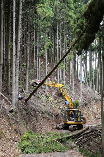 間伐の現場。木の一部は砕かれ、バイオの燃料になる＝宍粟市一宮町（撮影・峰大二郎）