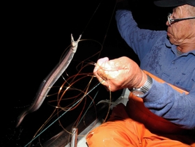 伝統のはえ縄漁を守り続ける安達豊和さん。暗闇の中で威勢のいいハモが光る＝南あわじ市沼島沖（撮影・小林良多）