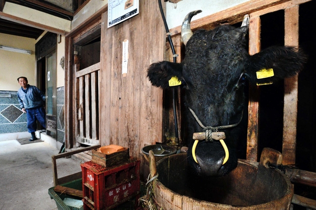 牛を見守る尾崎喜代美さん。家の中で飼っているのは美方郡で１軒になった＝兵庫県新温泉町海上（撮影・中西幸大）