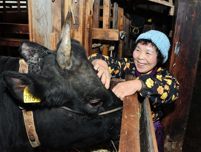 「かいてやると喜ぶんよ」と牛の眉間を触る福田幸子さん＝兵庫県香美町小代区久須部（撮影・中西幸大）