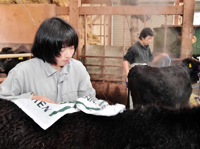 競り市を前に、牛を湯で洗う田中一馬さん（右）と妻のあつみさん＝兵庫県香美町村岡区境（撮影・中西幸大）