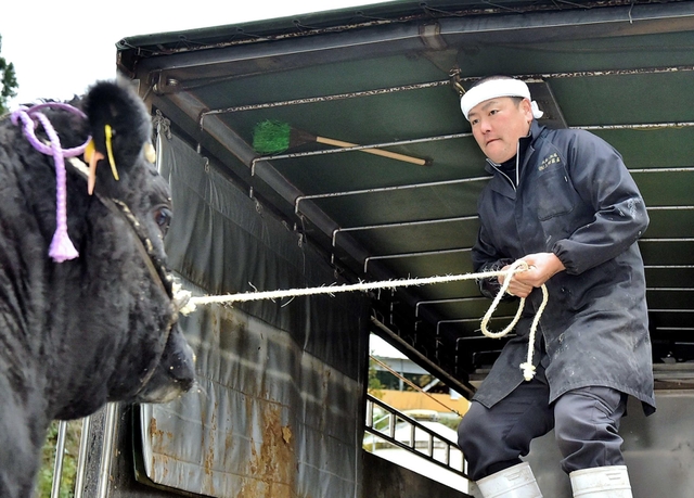 約７００キロの牛をトラックに乗せる上田伸也さん。力任せではなく、呼吸を合わせる＝兵庫県香美町小代区貫田（撮影・中西幸大）