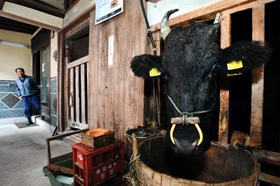 牛を見守る尾崎喜代美さん。家の中で飼っているのは美方郡で１軒になった＝兵庫県新温泉町海上（撮影・中西幸大）