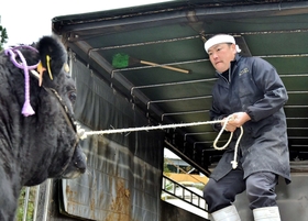 約７００キロの牛をトラックに乗せる上田伸也さん。力任せではなく、呼吸を合わせる＝兵庫県香美町小代区貫田（撮影・中西幸大）