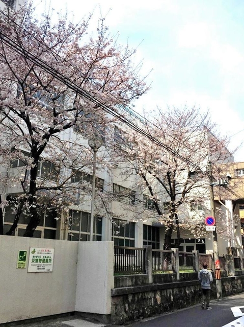 通勤路に咲く桜。父親の角膜を受けた人に思いをはせる（福岡紗妃さん提供）